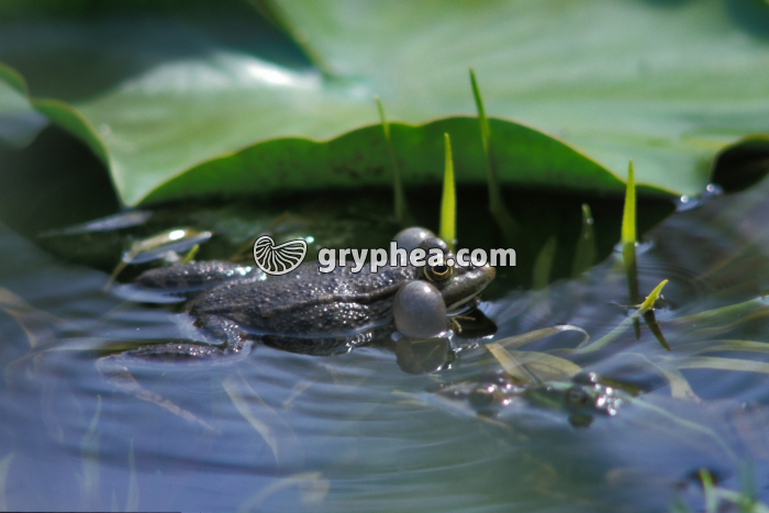 Grenouille verte mâle - gryphea.com